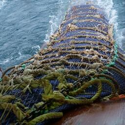 Добыча сельди на Дальнем Востоке. Фото пресс-службы «Океанрыбфлота»