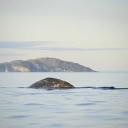 Серый кит. Фото Татьяны Придорожной