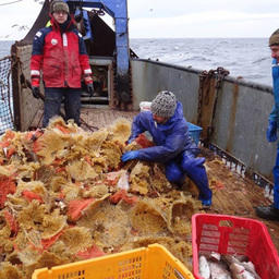 Сахалинский НИИ рыбного хозяйства и океанографии провел весеннюю траловую съемку у Северных Курил. Фото пресс-службы СахНИРО