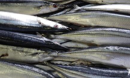 Свежевыловленная сайра. Архивное фото