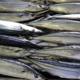 Свежевыловленная сайра. Архивное фото