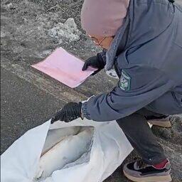 Вместо щуки в автомобиле находились 19 мешков со свежемороженым лососем. Фото пресс-службы управления Россельхознадзора по Омской области