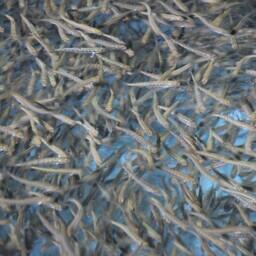 Лососевая молодь на рыбоводном заводе. Архивное фото