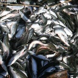 Добыча лосося на Дальнем Востоке. Архивное фото