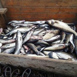 Почти 750 кг судака обнаружили на браконьерском судне. Фото пресс-службы Северо-Западного теруправления Росрыболовства