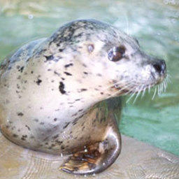 В Архангельской области возродят промысел гренландского тюленя