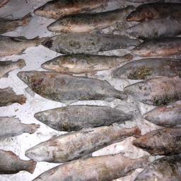 Запрещенную к вылову ценную рыбу нашли у жителей села Харсаим. Фото Нижнеобского теруправления Росрыболовства