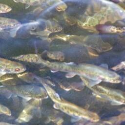 Проектная мощность предприятия — 500-800 тонн рыбы в год 