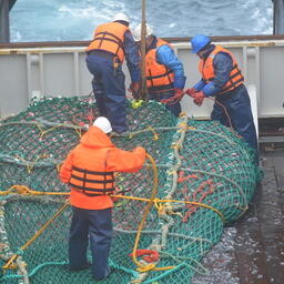 Российский промысел окуня-клювача в районе регулирования НЕАФК. Фото пресс-службы Полярного филиала ВНИРО