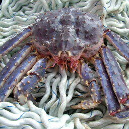 Мужчина нелегально добыл 134 особей камчатского краба. Архивное фото