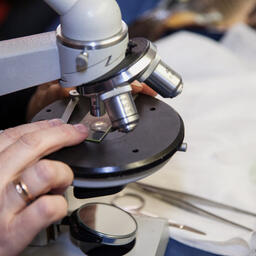 На Камчатке хотят оценить последствия «красных приливов» 