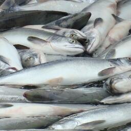 В Камчатском крае объявлен конкурс на участок в Охотском море для добычи анадромных видов рыб представителями коренных народов