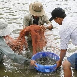 Вьетнамские фермеры собирают урожай креветки. Фото ВНА