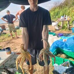 Основную массу основную массу сопутствующих видов гидробионтов при съемках в Александровском заливе составляли морские звезды. Фото пресс-службы ВНИРО