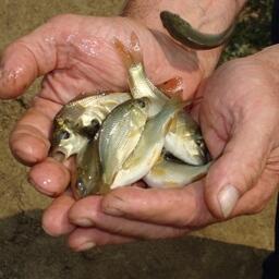 Одними из «новоселов» станут мальки сазана. Архивное фото