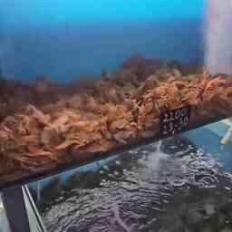 Также полицейские изъяли 50 кг раков. Кадр оперативной съемки