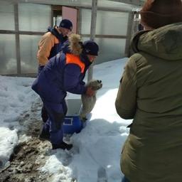 Беспомощный нерпенок обрел приют в колымском зоопарке. Фото пресс-службы магаданского филиала ДВРПСО МЧС