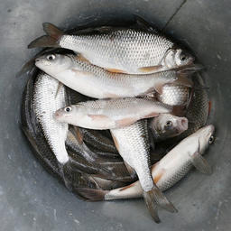 Рыба на экспериментальном хозяйстве в станице Старощербиновской. Фото пресс-службы администрации Краснодарского края