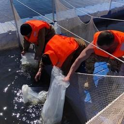 В Свердловской области запустили Кирюшкинское рыбоводное садковое хозяйство. Фото пресс-службы Нижне-Обского филиала Главрыбвода