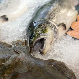 Российские рыба и морепродукты традиционно пользуются популярностью на отраслевых выставках