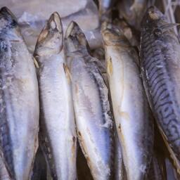 Скумбрия — самый важный промысловый объект Ирландии. В прошлом году ее экспорт на премиальные европейские и азиатские рынки составил 94 млн евро