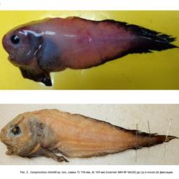 Новый вид липаровых рыб получил название карепрокт Шмидта. Фото пресс-службы ВНИРО