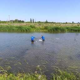 Затем креветку выпустили в пруд научного центра аквакультуры «Взморье» . Фото пресс-службы АзНИИРХ