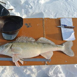 Ученые Пермского филиала ВНИРО завершили исследования на Камском и Воткинском водохранилищах. Фото пресс-службы института