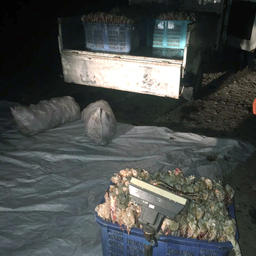 Деликатес перевозили под покровом темноты. Фото пресс-группы регионального Погрануправления ФСБ России
