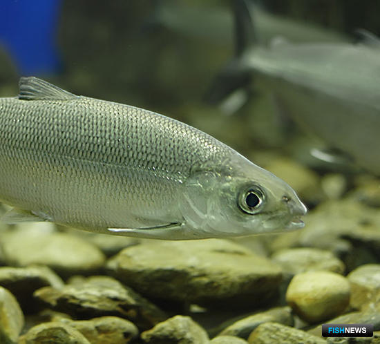 Байкальский омуль. Фото с сайта Bookbug.ru