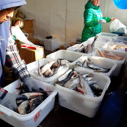 Депутаты предлагают увеличить норму потребления рыбы