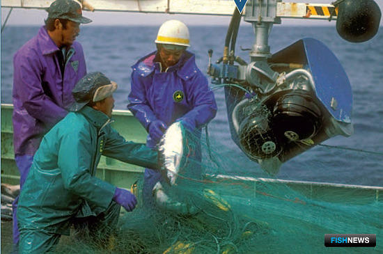 Японские СМИ сообщают о сокращении лососевой квоты