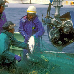 Японские СМИ сообщают о сокращении лососевой квоты