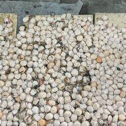 Стражи правопорядка обнаружили в гаражном боксе, в частности, 847 экземпляров сырого гребешка. Фото пресс-службы УМВД России по Сахалинской области