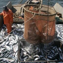 Добыча лосося на Дальнем Востоке