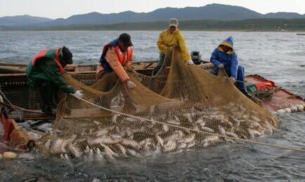 Добыча лосося на Сахалине. Архивное фото