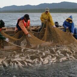 Добыча лосося на Сахалине. Архивное фото