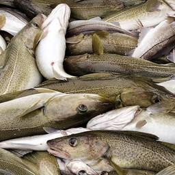 С января по июль карельские рыбаки освоили в Баренцевом море более 30 тыс. тонн трески и пикши. Фото пресс-службы правительства региона
