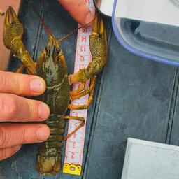 В октябре специалисты Азово-Черноморского филиала ВНИРО традиционно проверили популяции длиннопалого кубанского рака в азовских лиманах Краснодарского края. Фото пресс-службы института