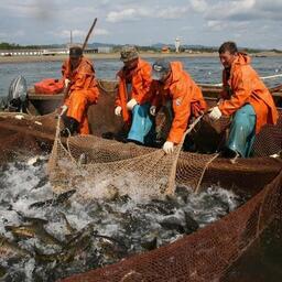Комиссии по анадромным занимаются организацией лососевой путины