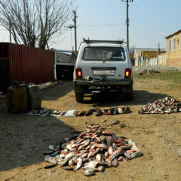 Кроме икры, в салоне автомобиля обнаружили 120 кг разной рыбы. Фото пресс-службы Управления МВД по Астраханской области