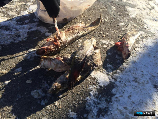 Наркотики были спрятаны в мороженой рыбе. Фото пресс-службы УМВД России по Хабаровскому краю