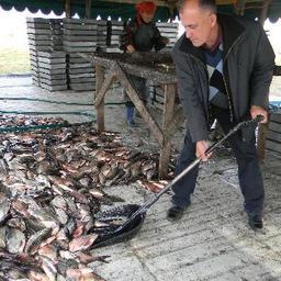 «Урожай» выращенной рыбы в Республике Хакасия. Фото пресс-службы правительства республики