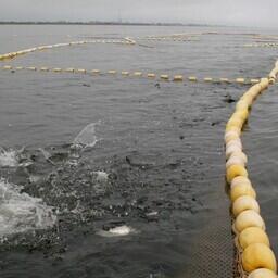 Добыча лосося в Сахалинской области. Архивное фото