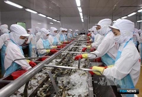 Вьетнамский завод по переработке креветок. Фото Viet Nam Net