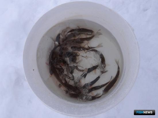 Спасенная рыба. Фото пресс-службы правительства Новосибирской области