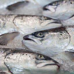 Ставка пошлины на октябрь для оговоренных правительством товаров, в том числе рыбы, составит 7% от таможенной стоимости