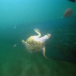 Морская черепаха, попавшая в сеть. Автор фото Norbert Wu / Minden Pictures