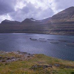 На севере Норвегии все больше акваферм поражает цветение водорослей. Фото Undercurrent News