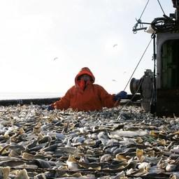 Рыбный промысел на Сахалине